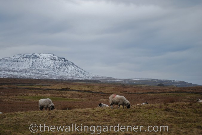 Dales Way Day 4 Ribblehead to Sedbergh (1)