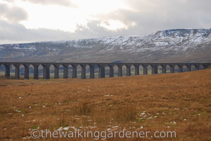 Ribblehead Viaduct (1)