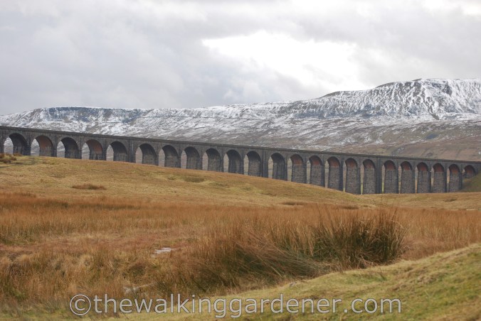 Ribblehead Viaduct (2)