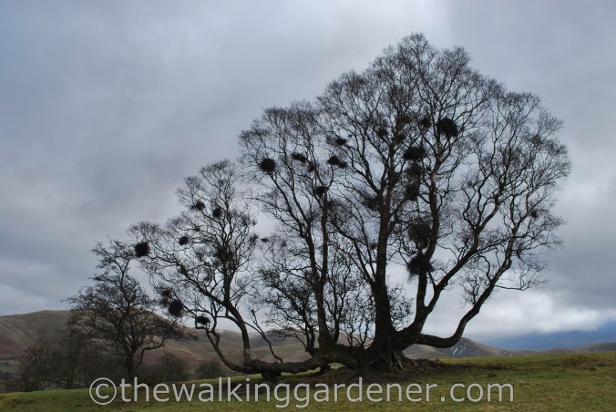 Dales Way Day 5 Sedbergh to Staveley (5)