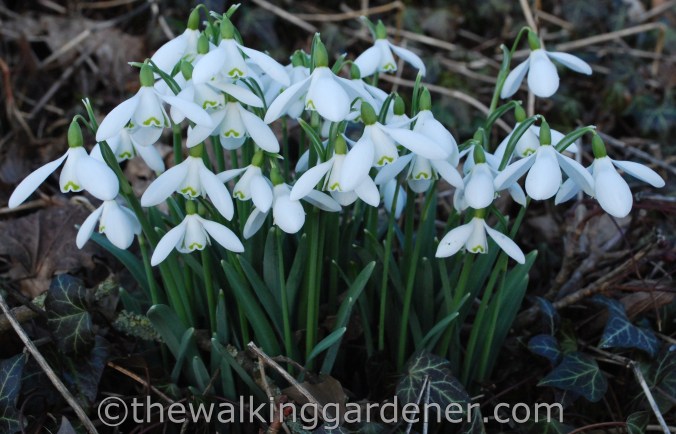 Snowdrops