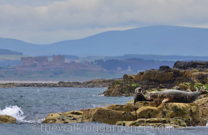 Bamburgh Castle from the Farnes