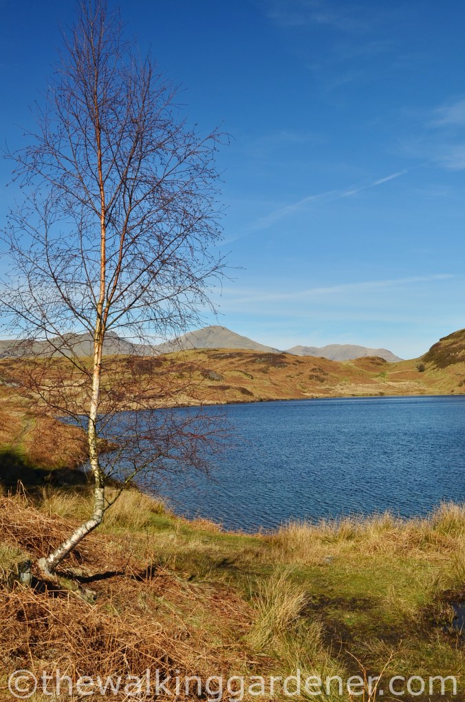 Beacon Tarn Cumbria Way (2)