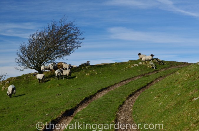 Cumbria Way Day 1 (7)