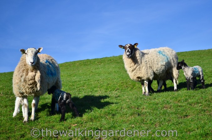 Cumbria Way Sheep