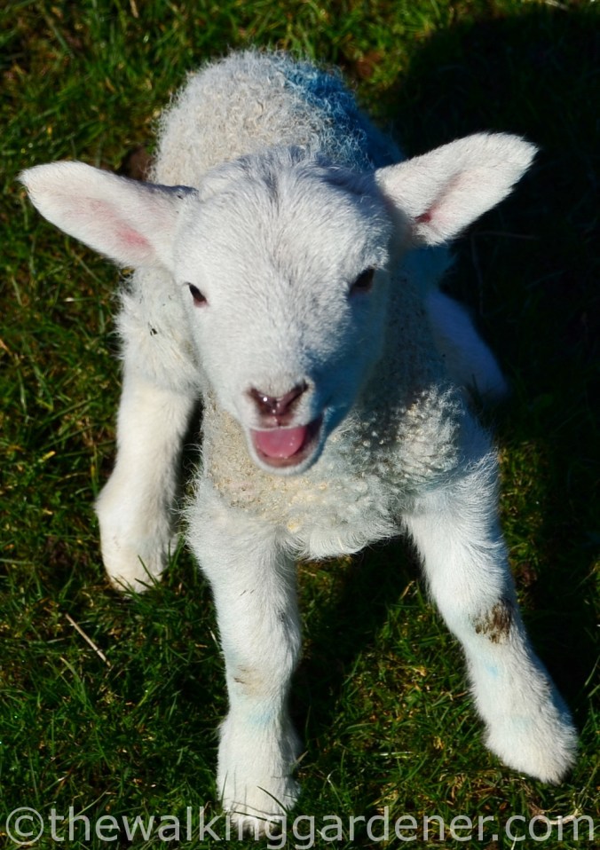 Lamb
