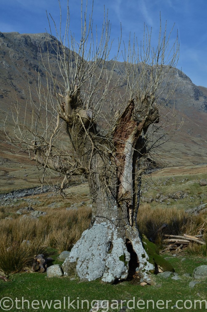 Langstrath Ash trees (1)
