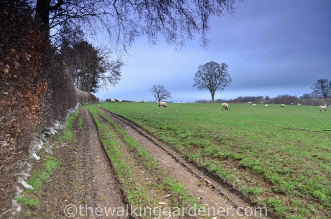 Cumbria Way Caldbeck to Carlisle (6)