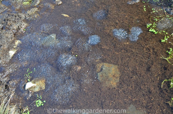 Frog spawn