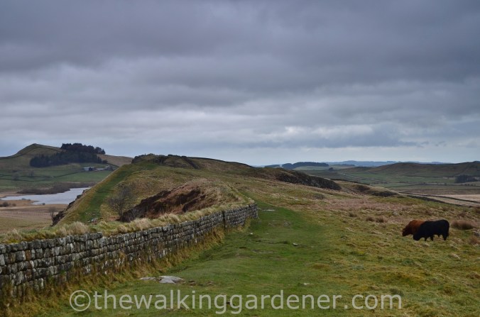 Clayton Wall Hadrian's Wall (4)