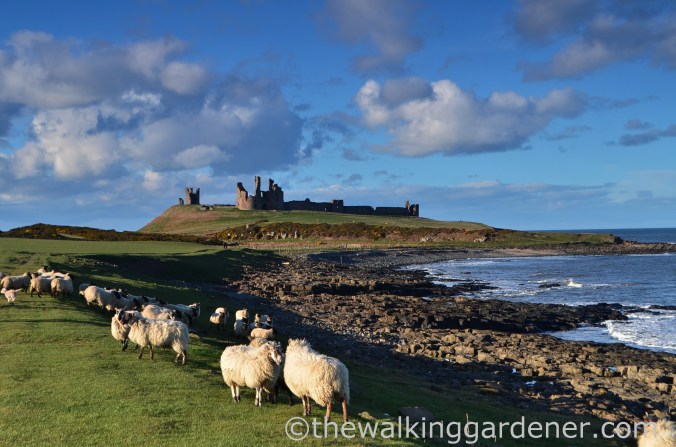Dunstanburgh Castle