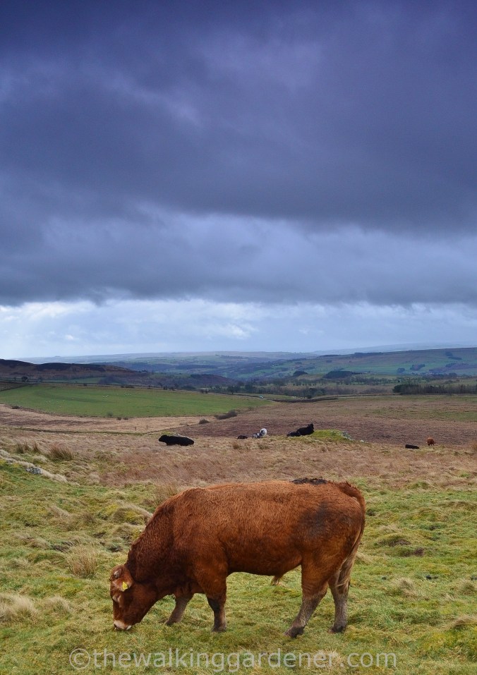 Hadrian's Wall Path Steel Rigg to Wall (5)