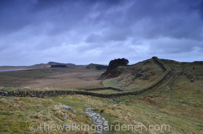 Housesteads Crags (2)