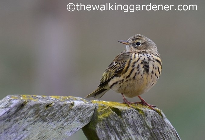 Meadow pipit