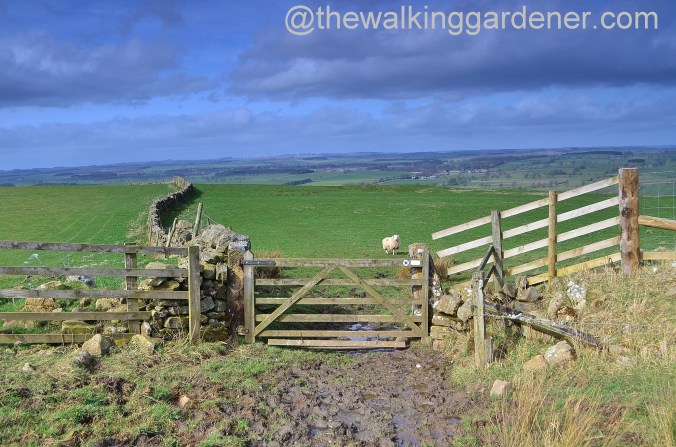 St Oswalds Way Day 1 (20)