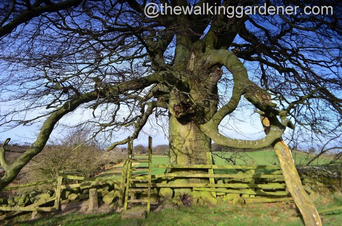 St Oswalds Way Day 1