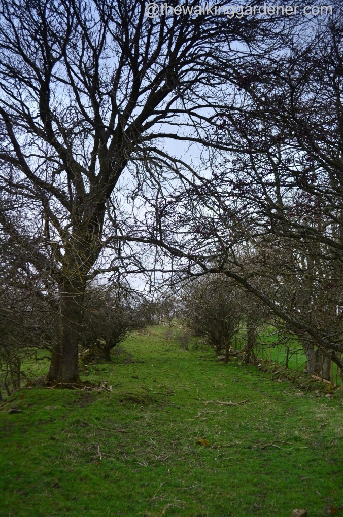 St Oswalds Way Day 2 (1)