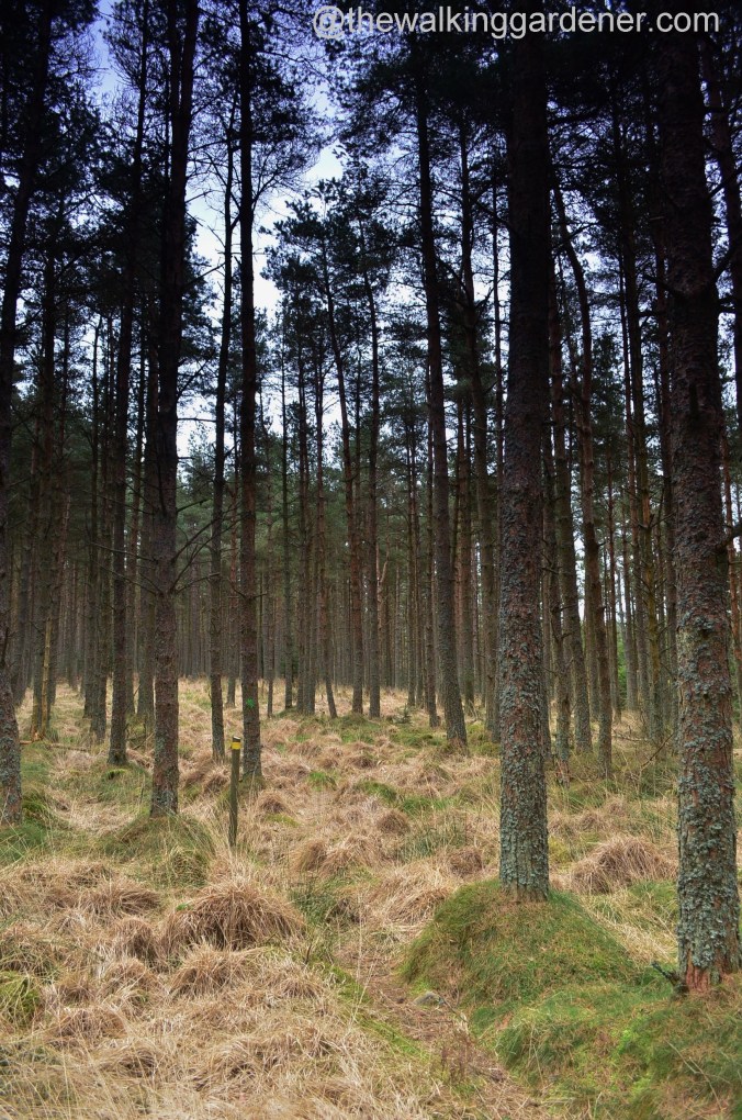 St Oswalds Way Day 2 (12)