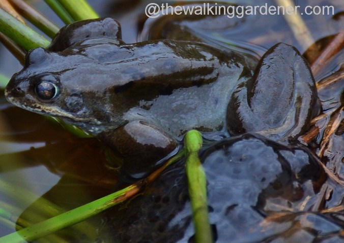 St Oswalds Way Day 2 (13)
