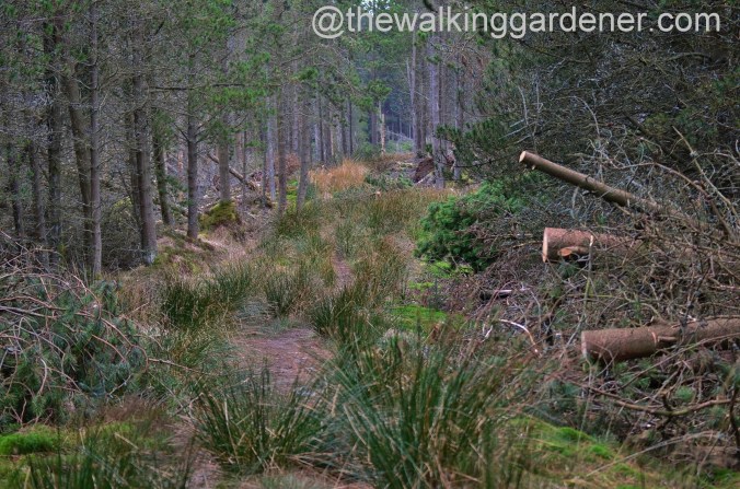 St Oswalds Way Day 2 (17)