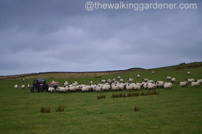 St Oswalds Way Day 2