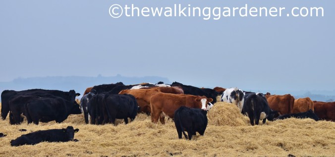 St Oswalds Way Day 7 (10)