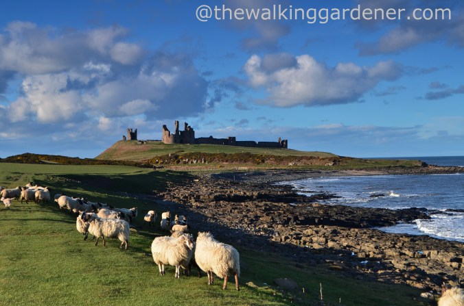 Dunstanburgh Castle