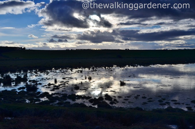 Newton Pool Nature Reserve