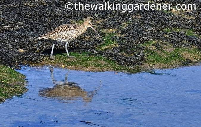 Curlew