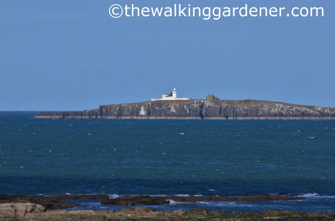 Inner Farne