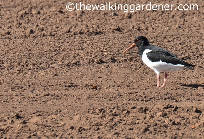 Oystercatcher