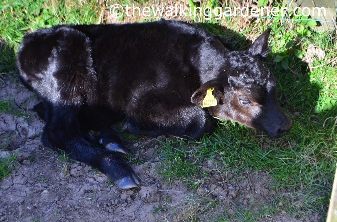 St Oswalds Way Day 6