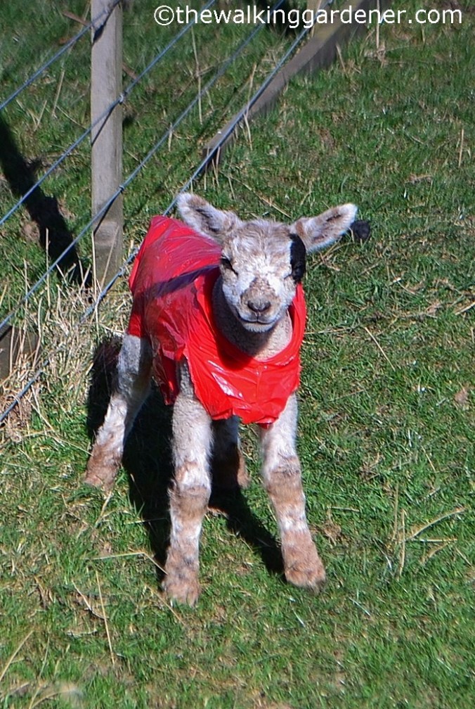 St Oswalds Way Day 6 (7)