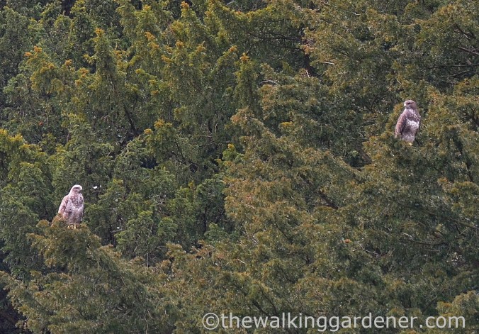 Buzzards South Downs
