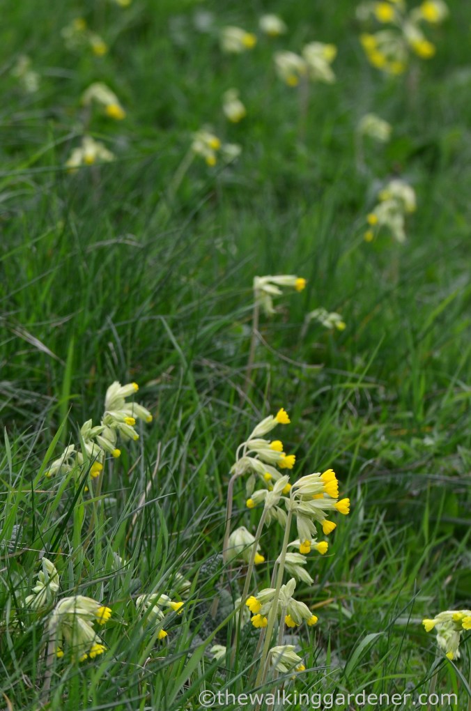 Cowslips