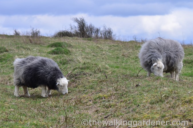 Herdwick sheep, Hampshire