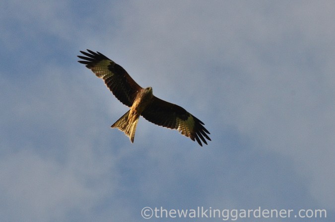 Red kite South Downs