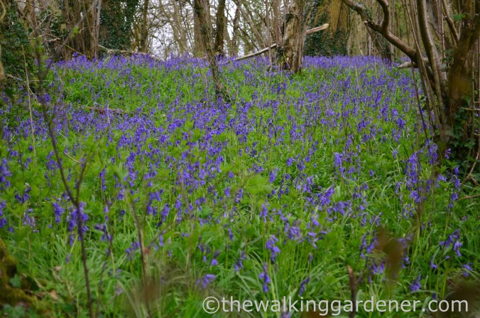 South Downs Way Day 1 (22)