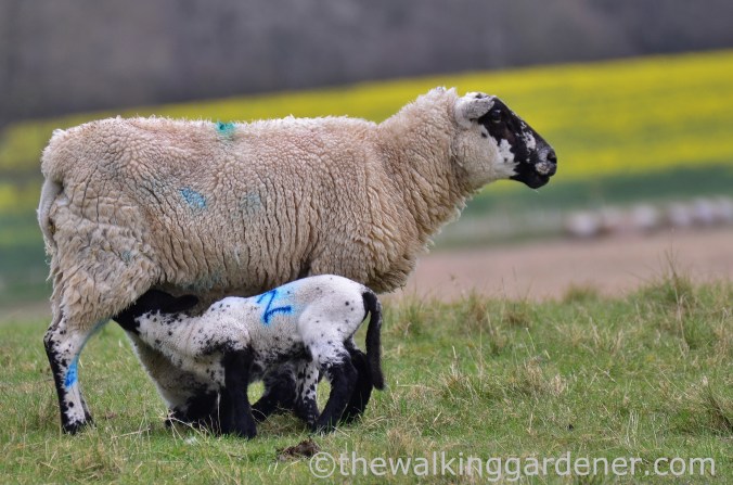 South Downs Way Day 1 (29)