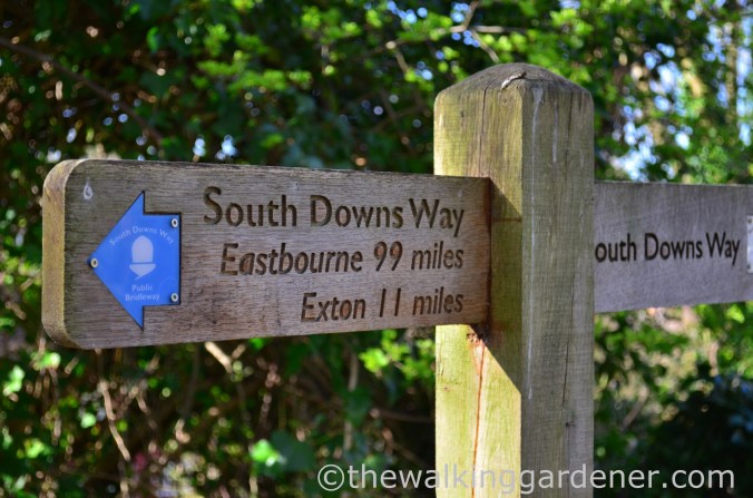 South Downs Way Day 1 (35)