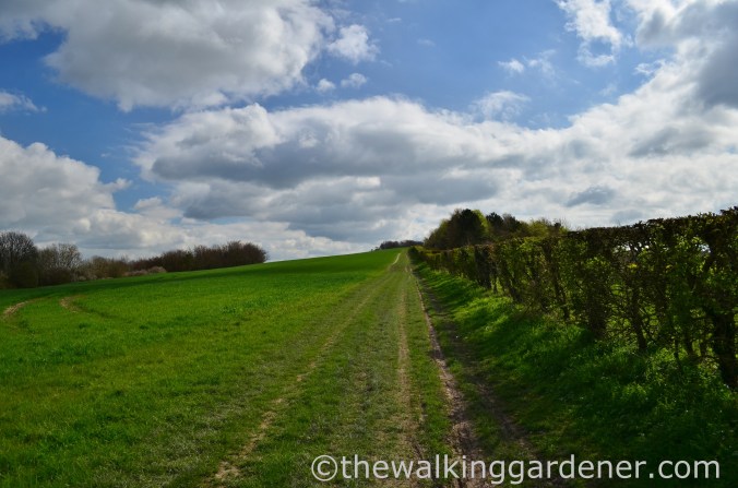 South Downs Way Day 1 (7)