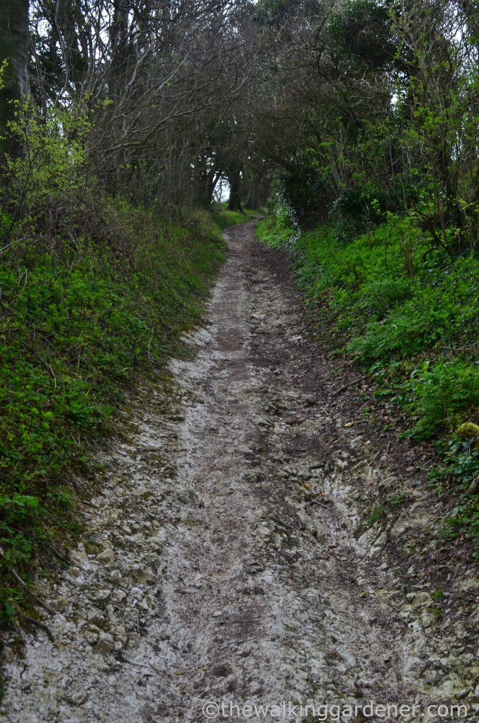 South Downs Way Day 2 (1)