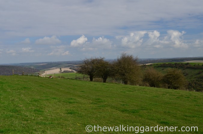 South Downs Way Day 2 (2)