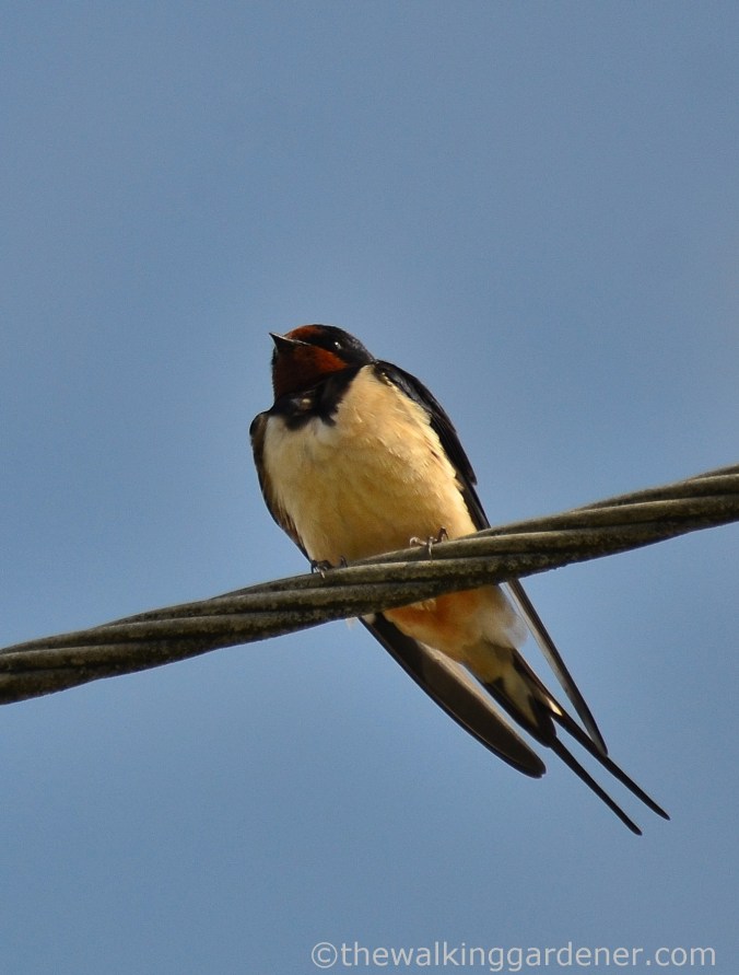 Swallow