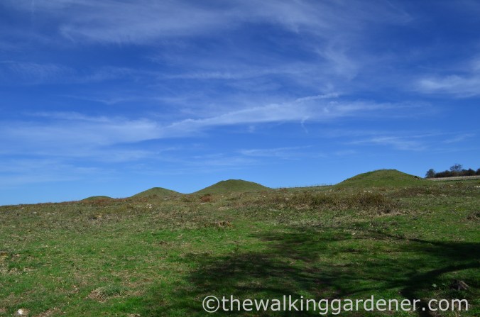 Devil's Jumps, West Sussex
