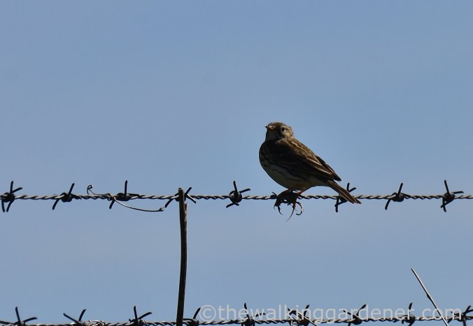 Skylark