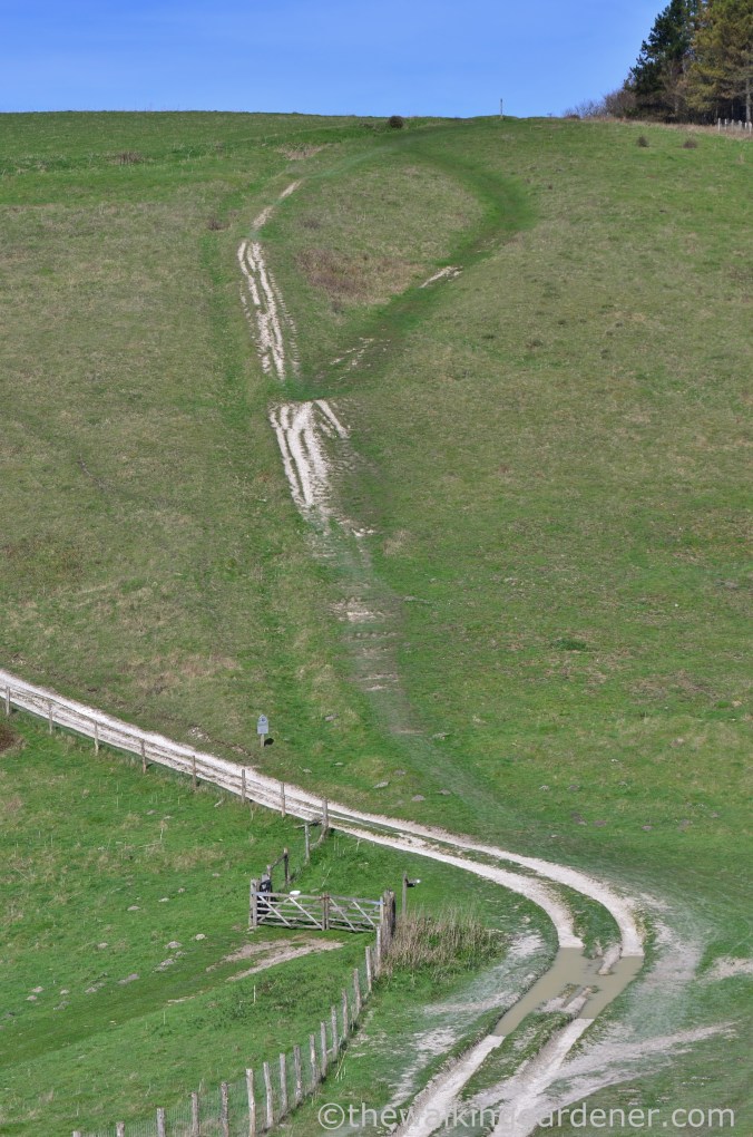 South Downs Way Day 3 (14)