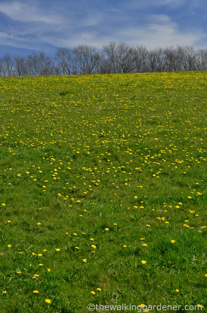 South Downs Way Day 3 (27)