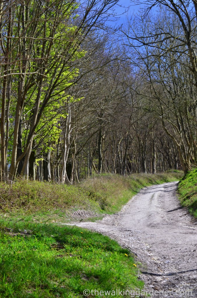 South Downs Way Day 3 (42)