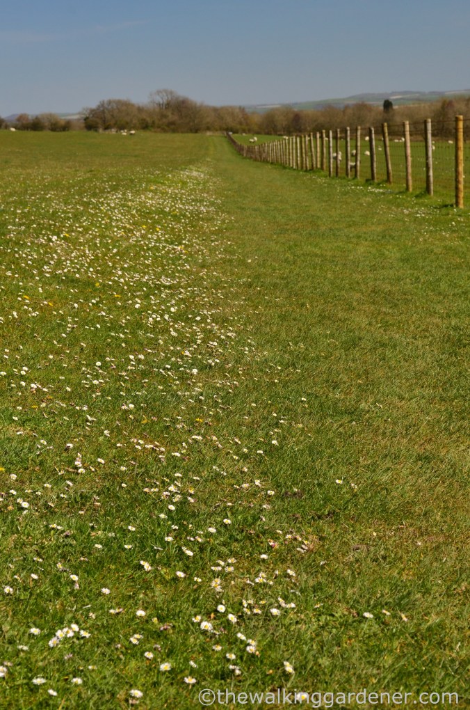 South Downs Way Day 3 (43)